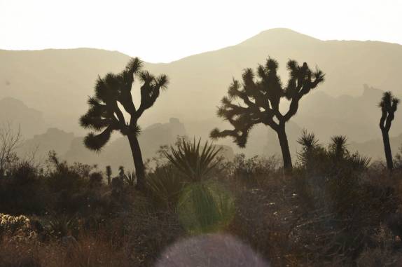 Bela luz de fim de tarde no Joshua Tree National Park, região de Pioneertown, na Califórnia - Estados Unidos